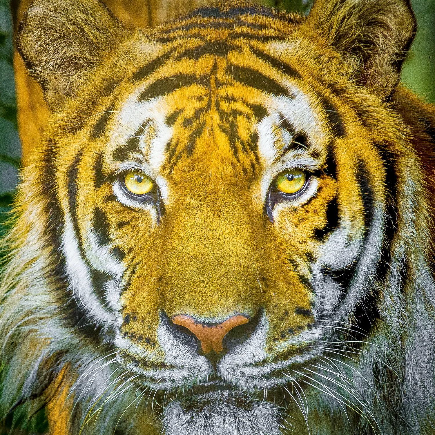 Tiger Portrait Photographic Coaster