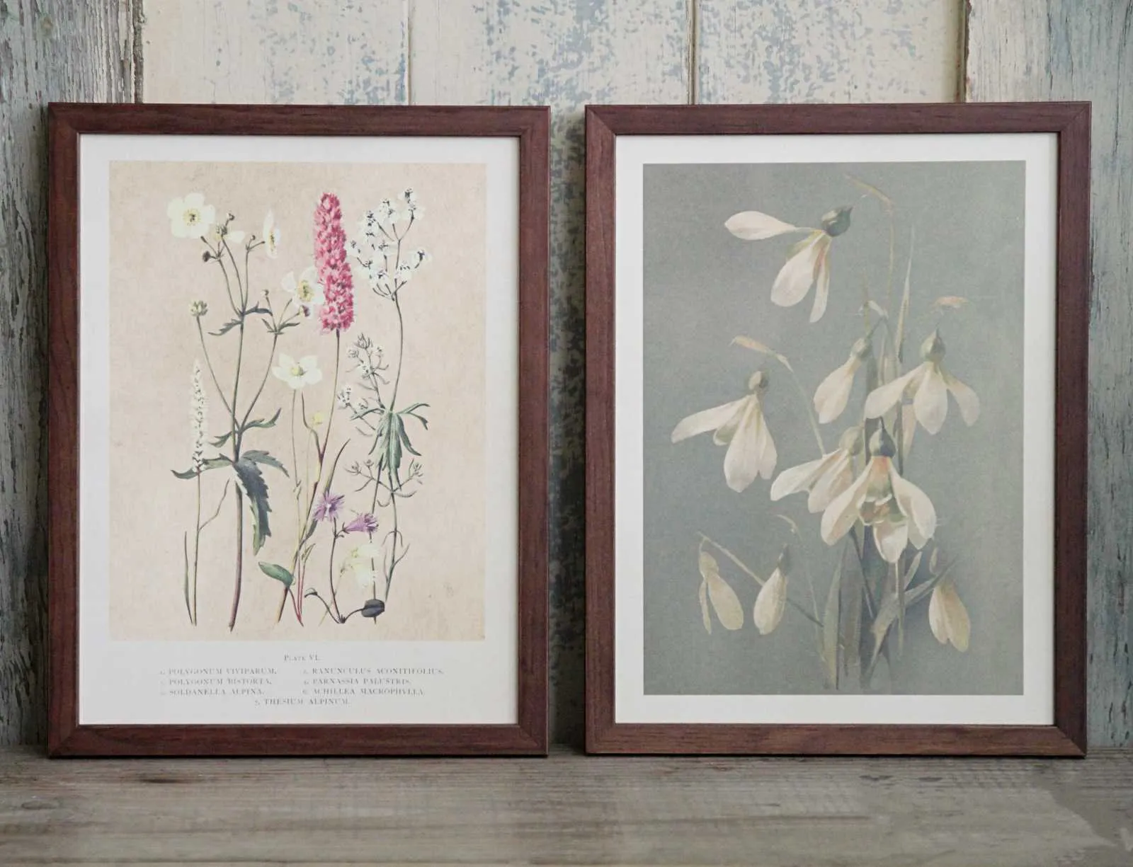 Vintage Flower Print - Snowdrops