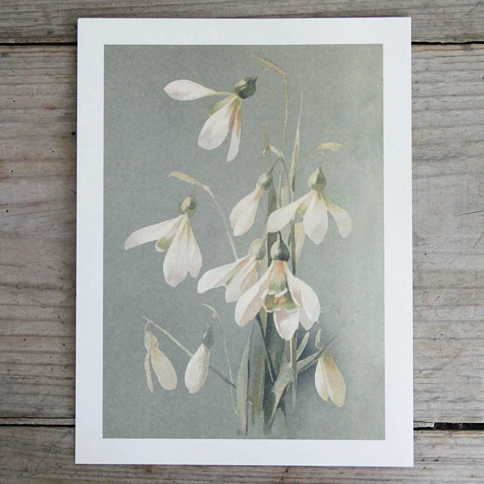 Vintage Flower Print - Snowdrops